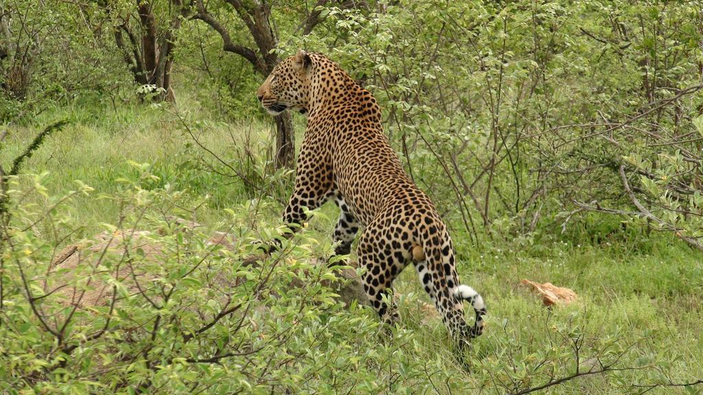 Naledi Lodges Balule Game Reserve Zewnętrze zdjęcie