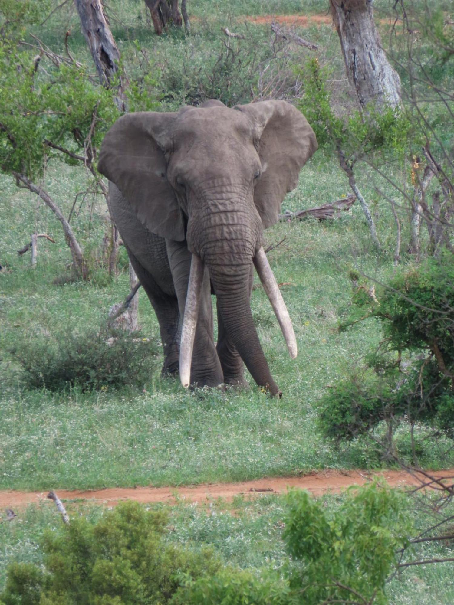 Naledi Lodges Balule Game Reserve Zewnętrze zdjęcie