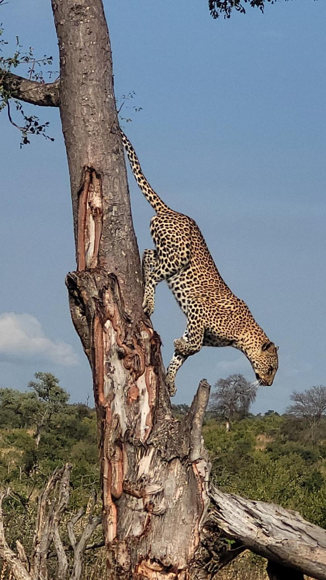 Naledi Lodges Balule Game Reserve Zewnętrze zdjęcie