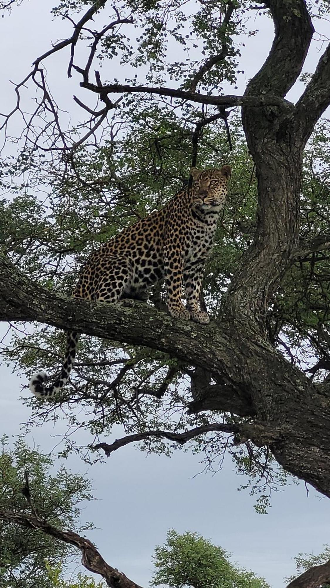 Naledi Lodges Balule Game Reserve Zewnętrze zdjęcie