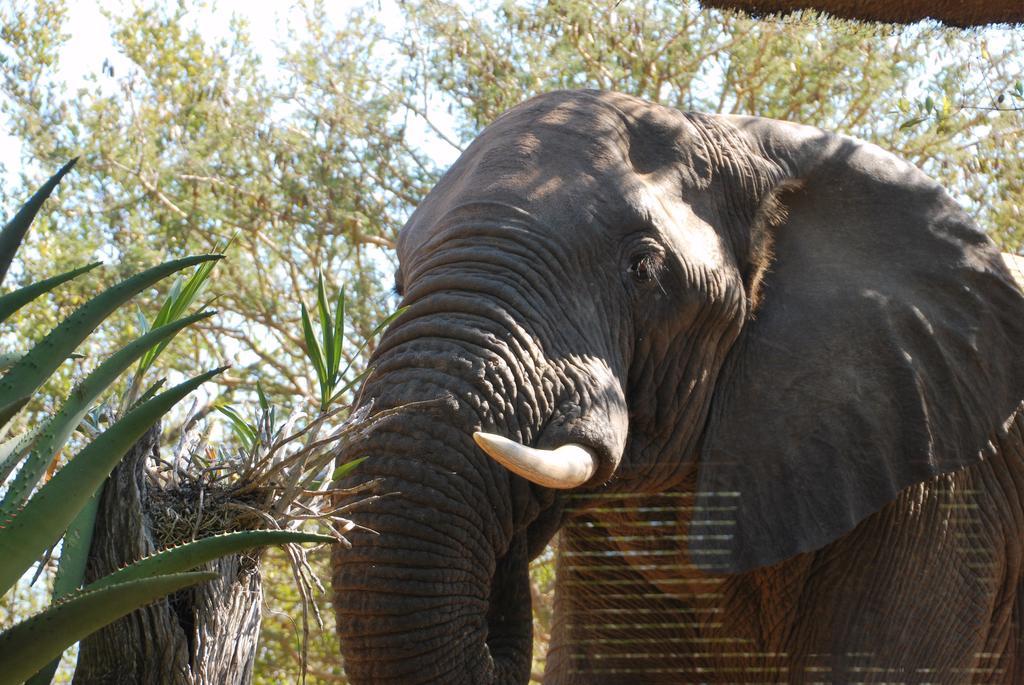 Naledi Lodges Balule Game Reserve Zewnętrze zdjęcie