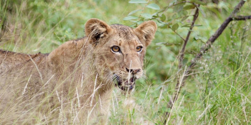 Naledi Lodges Balule Game Reserve Zewnętrze zdjęcie